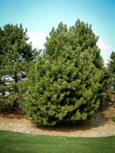 Сосна Чёрная (Pinus Nigra) купить по цене от 270.00р. в интернет-магазине «Посадика» с доставкой почтой в в Губкинскийе и по всей России – [изображение №1].