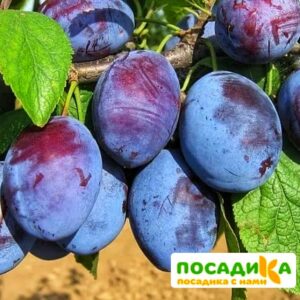 Слива Чачакская ранняя купить по цене от 229.00р. в интернет-магазине «Посадика» с доставкой почтой в в Губкинскийе и по всей России – [изображение №1].