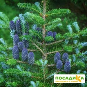 Пихта корейская (Abies koreana) купить по цене от 450.00р. в интернет-магазине «Посадика» с доставкой почтой в в Губкинскийе и по всей России – [изображение №1].