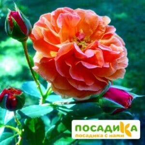 Роза Арабия купить по цене от 350.00р. в интернет-магазине «Посадика» с доставкой почтой в в Губкинскийе и по всей России – [изображение №1].