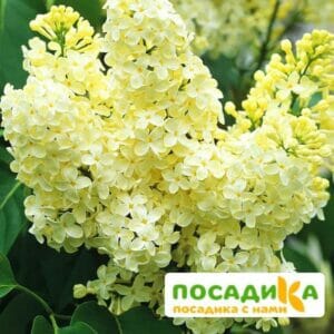 Сирень Примроуз (Primrose) купить по цене от 529.00р. в интернет-магазине «Посадика» с доставкой почтой в в Губкинскийе и по всей России – [изображение №1].