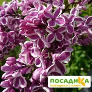 Сирень Сенсация купить по цене от 529.00р. в интернет-магазине «Посадика» с доставкой почтой в в Губкинскийе и по всей России – [изображение №1].