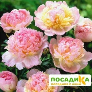 Пион Распберри Сандей (Paeonia Raspberry Sundae) купить по цене от 959р. в интернет-магазине «Посадика» с доставкой почтой в в Губкинскийе и по всей России – [изображение №1].