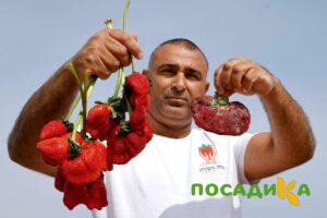 Клубника Гигант Джорнея купить по цене от 266р. в интернет-магазине «Посадика» с доставкой почтой в в Губкинскийе и по всей России – [изображение №1].