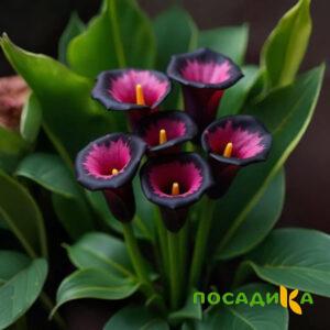 Калла Аура Лейс купить по цене от 400р. в интернет-магазине «Посадика» с доставкой почтой в в Губкинскийе и по всей России – [изображение №1].