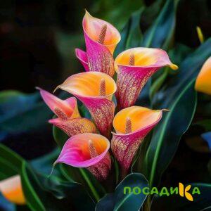 Калла Оникс купить по цене от 450р. в интернет-магазине «Посадика» с доставкой почтой в в Губкинскийе и по всей России – [изображение №1].