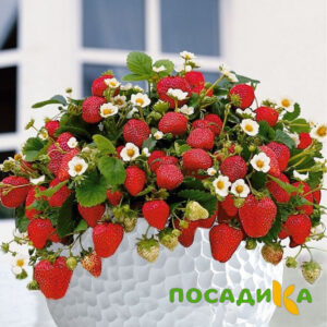 Клубника Рубиновый Шепот (горшечная) купить по цене от 240р. в интернет-магазине «Посадика» с доставкой почтой в в Губкинскийе и по всей России – [изображение №1].
