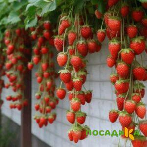 Клубника вьющаяся Комплимент купить по цене от 470р. в интернет-магазине «Посадика» с доставкой почтой в в Губкинскийе и по всей России – [изображение №1].