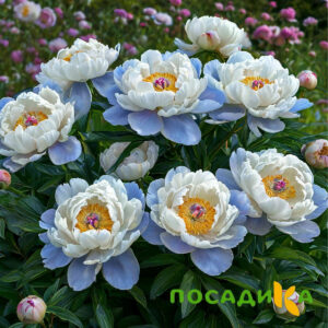 Пион акварельный Этюд купить по цене от 806р. в интернет-магазине «Посадика» с доставкой почтой в в Губкинскийе и по всей России – [изображение №1].