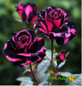 Роза Багровый Шепот купить по цене от 366р. в интернет-магазине «Посадика» с доставкой почтой в в Губкинскийе и по всей России – [изображение №1].
