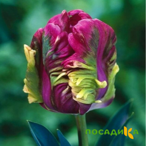 Тюльпан Экзотик Хэвен купить по цене от 186р. в интернет-магазине «Посадика» с доставкой почтой в в Губкинскийе и по всей России – [изображение №1].