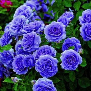 Роза Блю Мун купить по цене от 450р. в интернет-магазине «Посадика» с доставкой почтой в в Губкинскийе и по всей России – [изображение №1].
