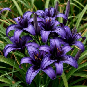 Лилейник Блю Айрис купить по цене от 324р. в интернет-магазине «Посадика» с доставкой почтой в в Губкинскийе и по всей России – [изображение №1].