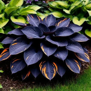 Хоста Умбра купить по цене от 349р. в интернет-магазине «Посадика» с доставкой почтой в в Губкинскийе и по всей России – [изображение №1].