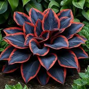 Хоста Солнечный Агат купить по цене от 440р. в интернет-магазине «Посадика» с доставкой почтой в в Губкинскийе и по всей России – [изображение №1].