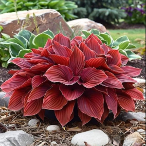 Хоста Рэд Эйнджл купить по цене от 549р. в интернет-магазине «Посадика» с доставкой почтой в в Губкинскийе и по всей России – [изображение №1].