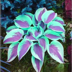 Хоста Висперин Бьюти купить по цене от 379р. в интернет-магазине «Посадика» с доставкой почтой в в Губкинскийе и по всей России – [изображение №1].