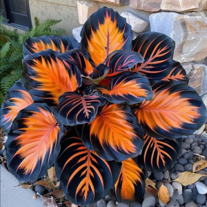 Хоста Сикрет Форест купить по цене от 601р. в интернет-магазине «Посадика» с доставкой почтой в в Губкинскийе и по всей России – [изображение №1].