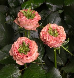 Роза Амбер Инчант купить по цене от 495р. в интернет-магазине «Посадика» с доставкой почтой в в Губкинскийе и по всей России – [изображение №1].