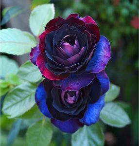 Роза Скарлет Рэвери купить по цене от 489р. в интернет-магазине «Посадика» с доставкой почтой в в Губкинскийе и по всей России – [изображение №1].