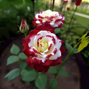 Роза Роял Глом купить по цене от 401р. в интернет-магазине «Посадика» с доставкой почтой в в Губкинскийе и по всей России – [изображение №1].