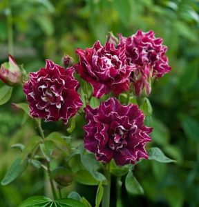 Роза Опаловый Пейзаж купить по цене от 490р. в интернет-магазине «Посадика» с доставкой почтой в в Губкинскийе и по всей России – [изображение №1].