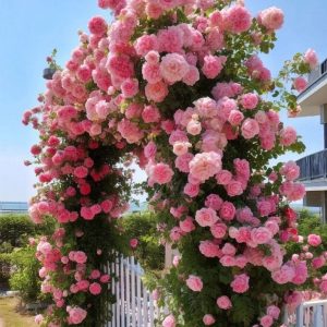 Роза Пастель Розе купить по цене от 605р. в интернет-магазине «Посадика» с доставкой почтой в в Губкинскийе и по всей России – [изображение №1].