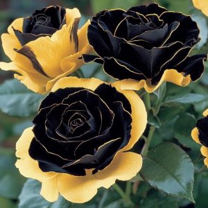 Роза Ханни Сикл купить по цене от 700р. в интернет-магазине «Посадика» с доставкой почтой в в Губкинскийе и по всей России – [изображение №1].